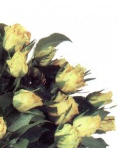 promotional_photo1